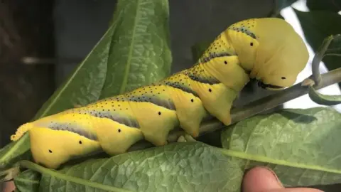 Caterpillar