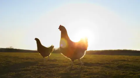 Getty Images Chickens