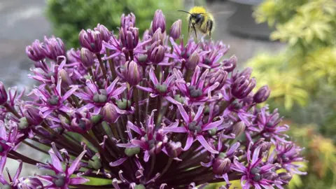 Rebecca Ricks Bee on a flower