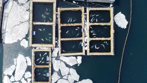Getty Images Whales kept in enclosures in the far east of Russia