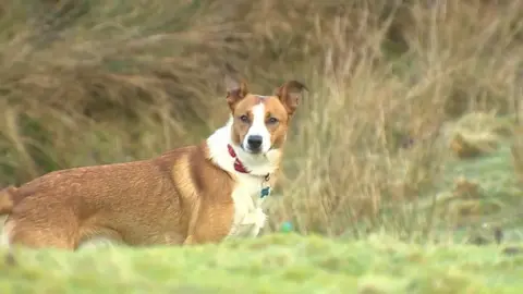 Dogs play at a licensed day care facility on Anglesey, which strictly follows regulations