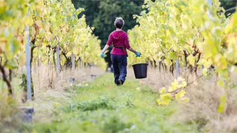 Miles Willis Woman with bucket walking between vines