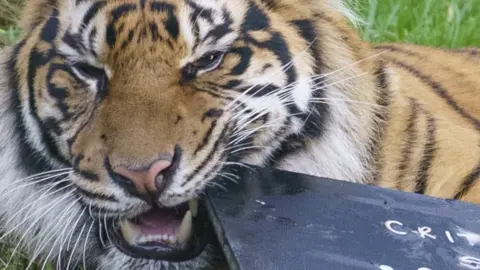 London Zoo Sumatran tiger