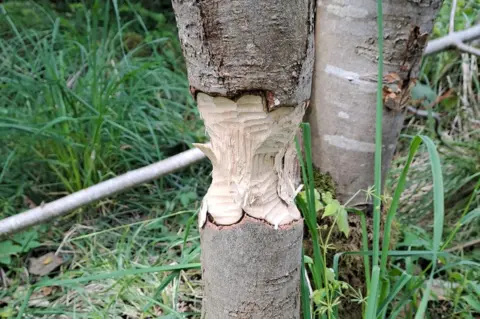 National Trust/Helen McDonald A tree evidently gnawed by beavers