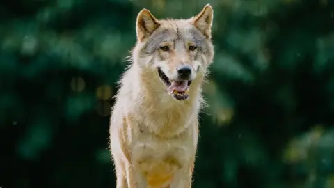 Tom Anders/Longleat A male wolf looking at the camera