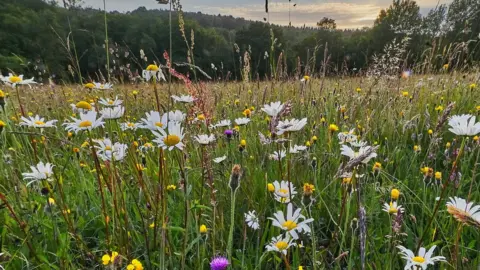 Getty Images Native wild flowers in a field