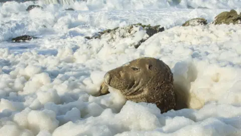 Ben Porter Seal in sea foam off Bardsey Island