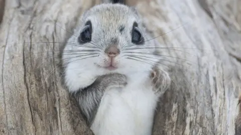 BBC Studios/Kensho Goto Siberian flying squirrel makes use of a disused bird nest to keep warm in the winter.