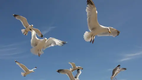 BBC Seagulls