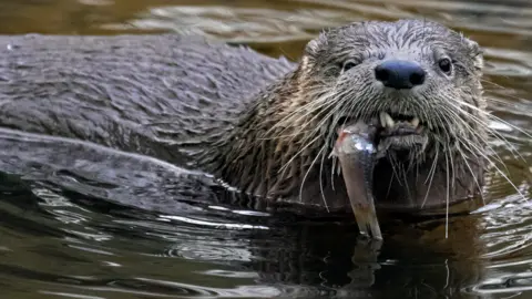 Getty Images Otter file pic