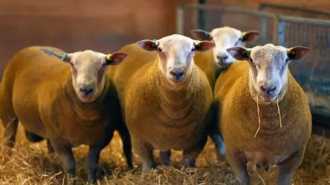 BBC Sheep