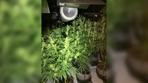 Hertfordshire Police cannabis plants