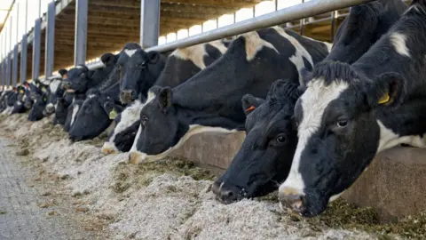 Getty Images Cows on farm
