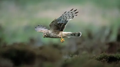 RSPB images Hen harrier in flight