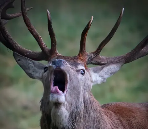 Dave Newman Roaring deer