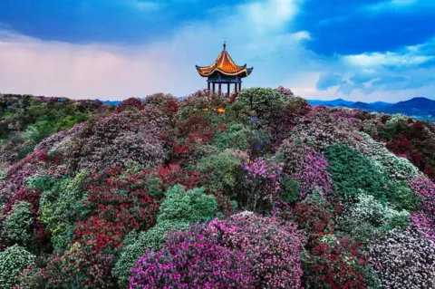 Getty Images Aerial view of azalea flowers in bloom at the One Hundred Mile Azalea Forest in spring on April 1, 2024 in Bijie, Guizhou Province of China.