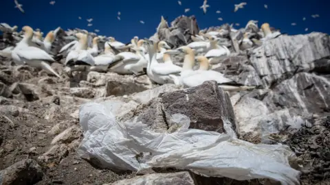 Kajsa Sjölander Plastic and Gannets at Bass Rock Scotland