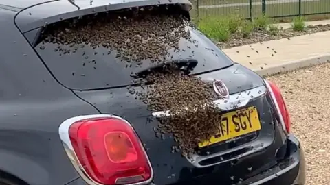 Bees swarming a car