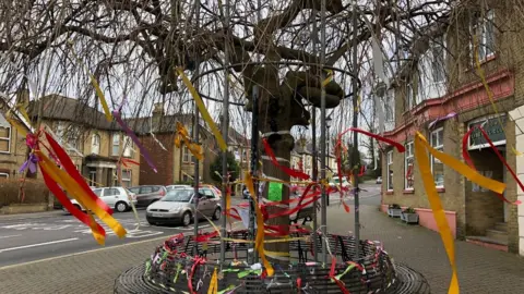 Chris Packham The "Umbrella Tree" in Cowes