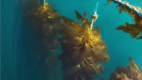 Harald Bjorgvin Seaweed farming Faroe Islands