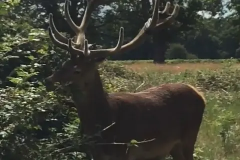 The Royal Parks Deer in Richmond Park with inner tube stuck in antlers