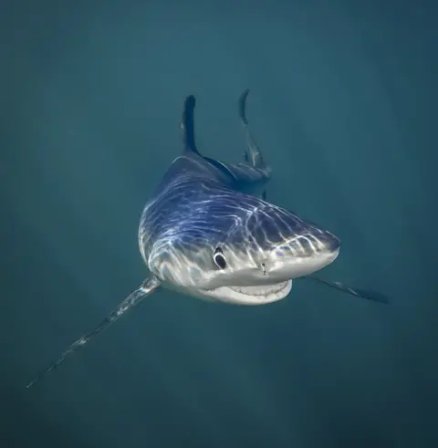 Tanya Houppermans/CWPA/Barcroft Images Shark