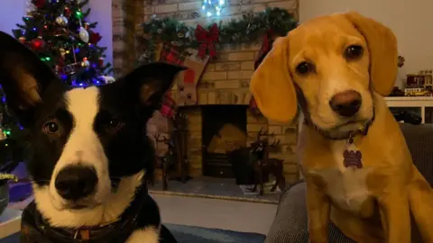 @mattchinchilla cute dogs