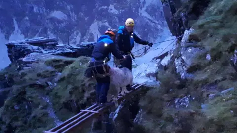 Cockermouth Mountain Rescue Team Sheep rescue