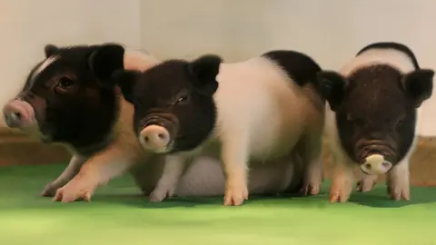 EGENESIS GM pigs