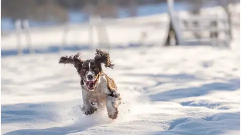 Mark Fetherstone All-action dog in Chirk, near Wrexham