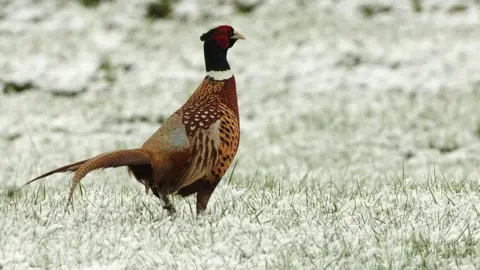 PA Media Pheasant