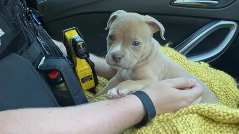 Essex Police Stolen puppy found