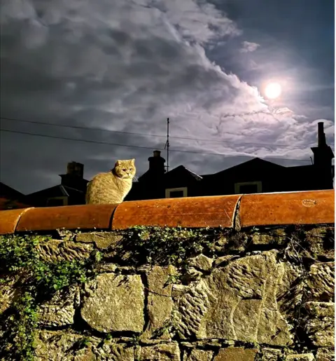 Irene Hartshorn Cat on a wall in a back lane in Ayr