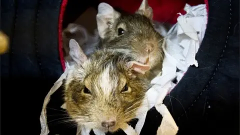 PA Media Degus, Greg and Sophie