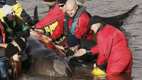 Getty Images People attempting to rescue Northern Bottlenose whale