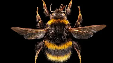 Ed Hall/Leeds Museums and Galleries Bumble bee