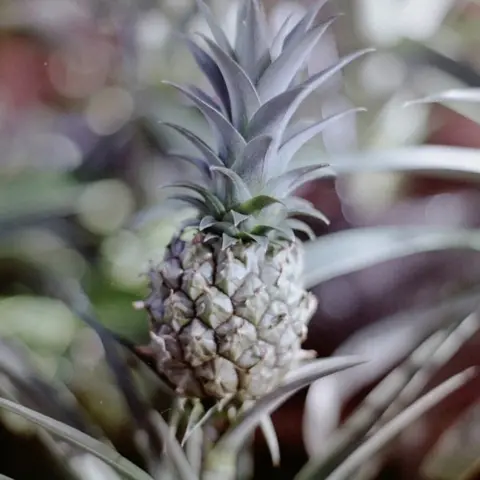 Gareth Evison Pineapple