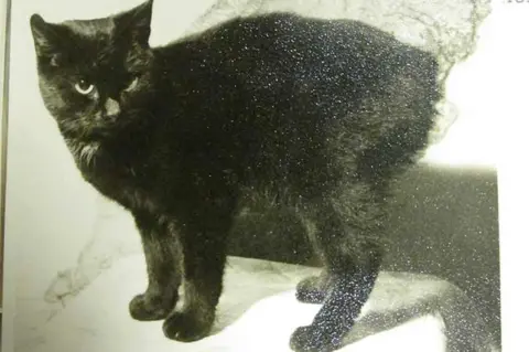 National Archives Peta the Manx cat