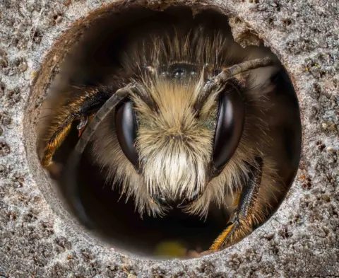 Neil Phillips Red Mason Bee in Nest Tunnel by Neil Phillips