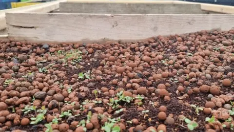 Rooted in Hull Wildflowers sprouting in an 'experimental' living roof