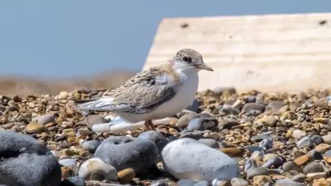 Hanne Siebers A little tern chick next to one of the protective chick shelters on Blakeney Point