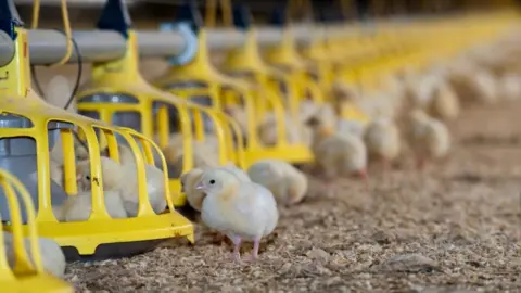 Getty Images Broiler chicks