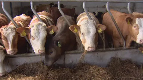 Cows are are still feeding indoor