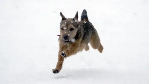 PA Wire Winston, an eight-month-old border terrier, enjoys the snow for the first time near Windsor, Berkshire