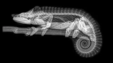 Oregon Zoo chameleon x-ray