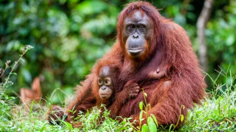 Getty Images Orang utan