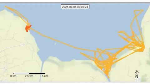 BTO/PA Wire Curlew"s movements on GPS.