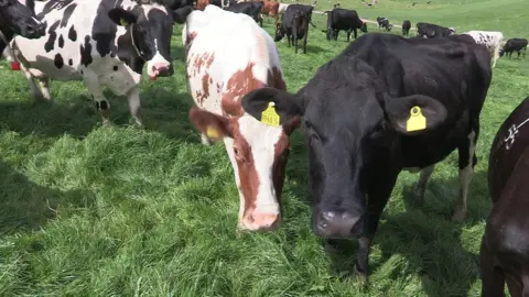 Northern Irish cattle