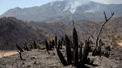 EPA A general view of an area devastated by the forest fire in Sierra Bermeja, Malaga, Spain
