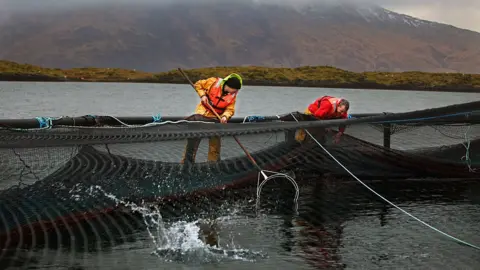 Getty Images Gerry Carney, chief husbandry man, and John MacLeod, site manager, check stock at Scottish Sea Farms, Lismore North farm on January 13, 2011 in Oban